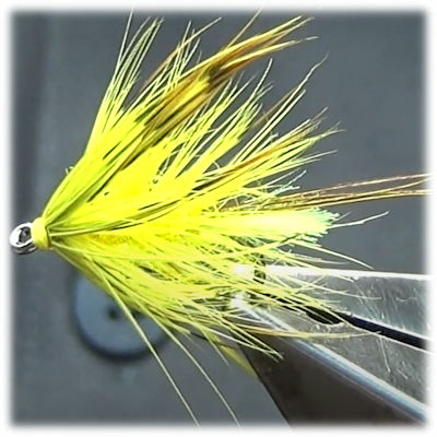 The Picric Mayfly