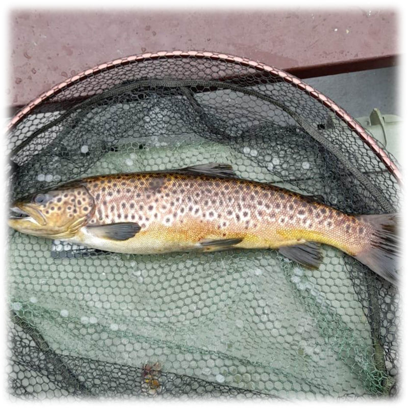 Early Season Trout