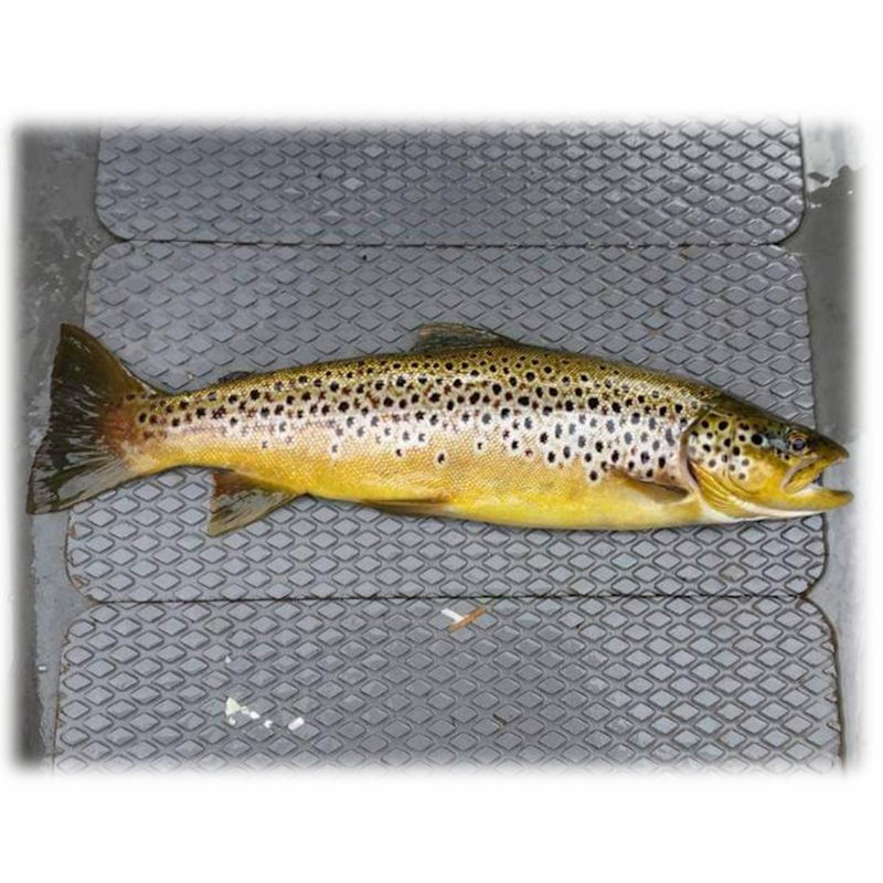 Early Season Trout